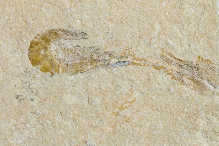 Cretaceous Fossil Shrimp - Lebanon #154553